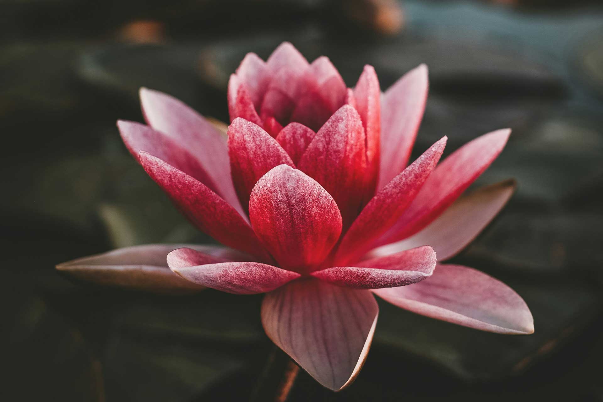 Flor